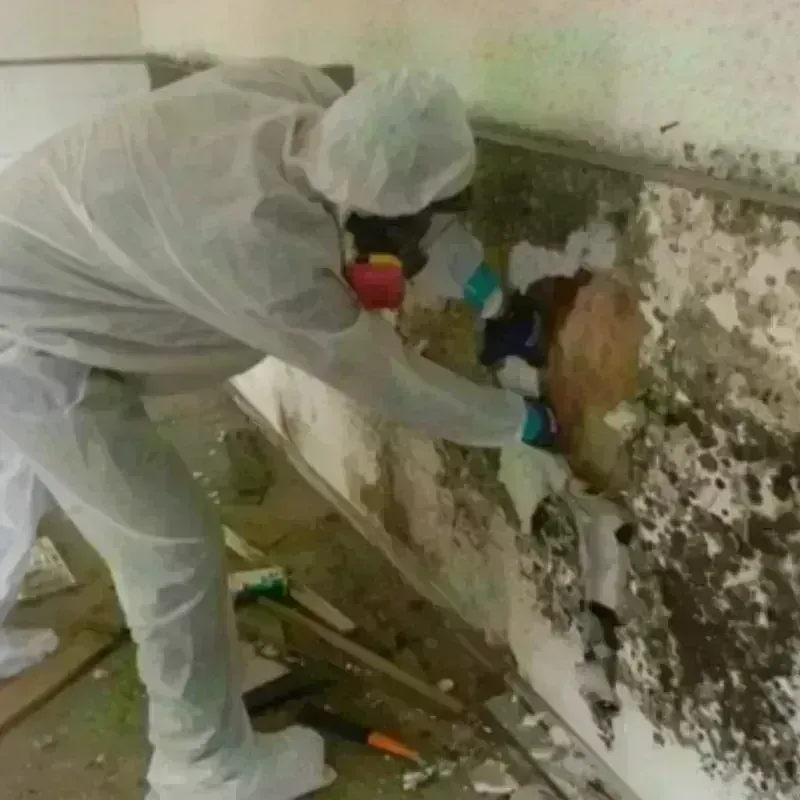 Mold Remediation and Removal in Eden Prairie, MN